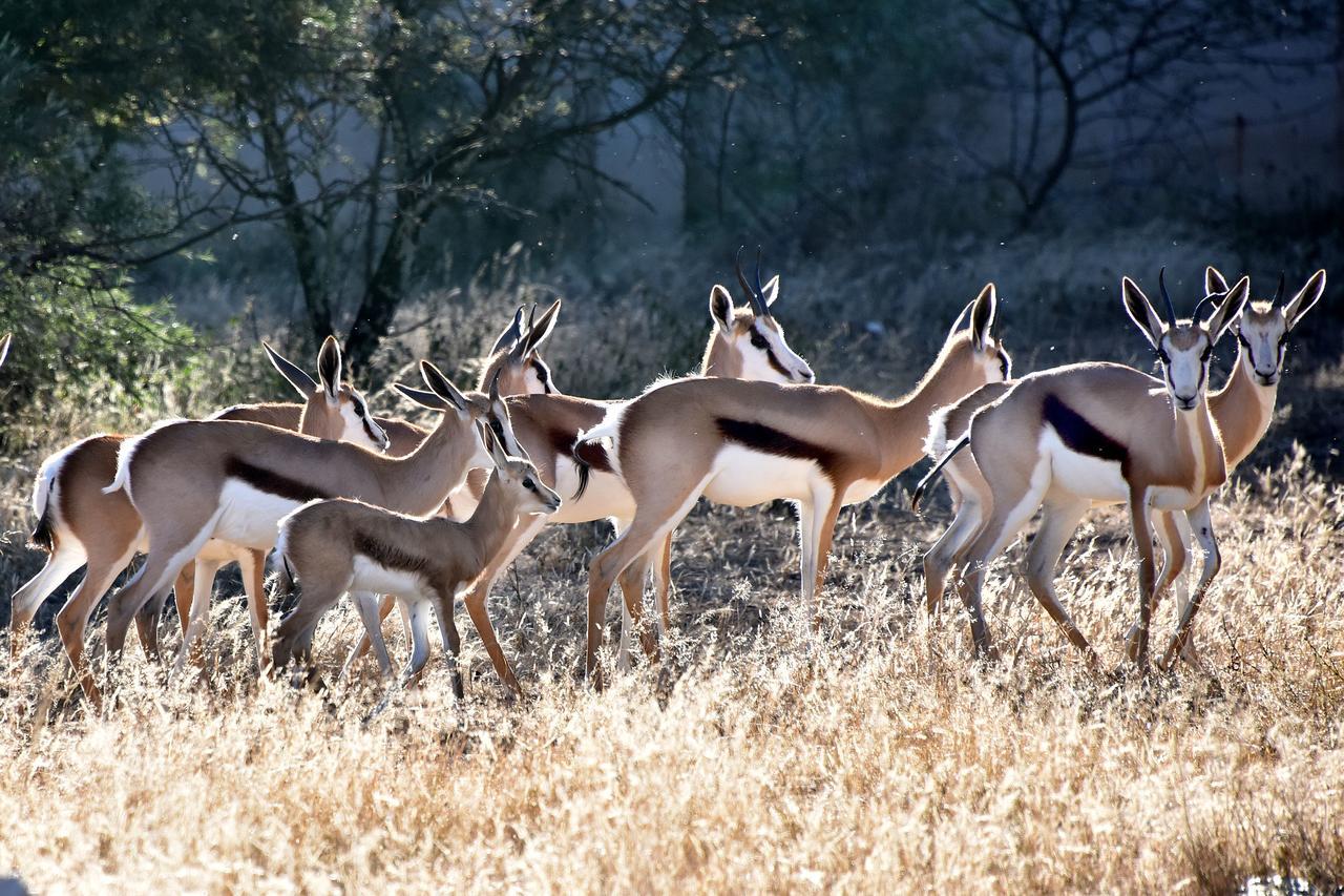 Tredenham Boutique Hotel ブルームフォンテーン エクステリア 写真 Springbok