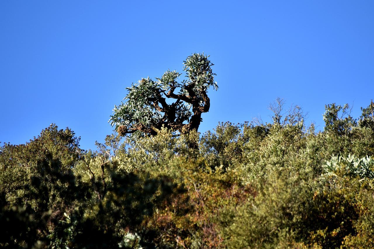 Tredenham Boutique Hotel ブルームフォンテーン エクステリア 写真 A juniper tree in the park